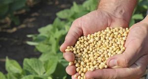 Soja tem novas baixas em Chicago nesta 4ª e mercado ainda busca definir sua direção