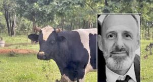 Homem morre após ser atacado por touro holandês em cidade da região