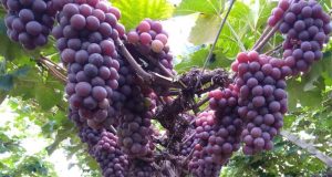 Políticas públicas ‘bombam’ a agricultura em Louveira, que planeja abrir escola agrícola