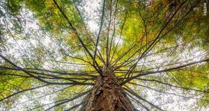 Mata Atlântica: mais de 80% das espécies de árvores estão ameaçadas