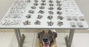 K9 Kira, terror dos traficantes volta a agir no Paraíso e descobre sacola com Skunk, a super droga