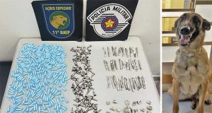 Quase 500 pinos de cocaína são localizados pela farejadora Kira na Praça do Cecap