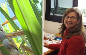 Orplana e UNICA rebatem declarações de Luciana Gatti, do INPE, sobre queimadas