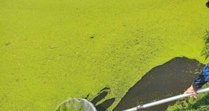 Pesquisa da Unesp Araraquara transforma planta aquática em biocombustível