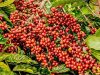 Safra brasileira amplia pressão sobre preços do café. Oferta restrita e clima mantêm mercado em alerta.