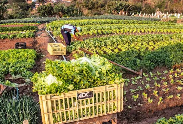 Agricultura