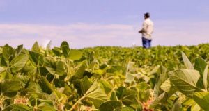 Plano Safra 2025/26 não responde à altura do setor e ficou abaixo da inflação, avalia CNA