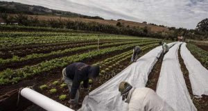 Sul e Sudeste têm avisos de geada e onda de frio com risco para lavouras, alerta Inmet