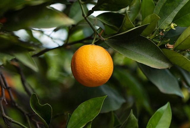 Laranja 01