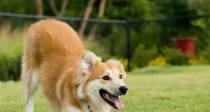 Governo de SP proíbe acorrentamento de pets e delimita novas regras para o bem-estar animal