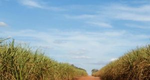 Seguro agrícola paramétrico será tema de debate em seminário do Instituto de Economia Agrícola