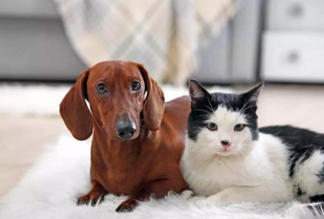 Pets