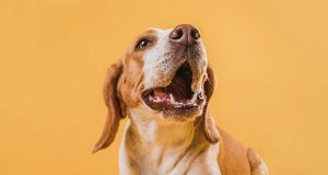 Parque Infantil terá evento de conscientização sobre leishmaniose canina neste sábado