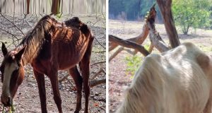 Animais são apreendidos pela Guarda Municipal em propriedade rural por conta dos maus tratos