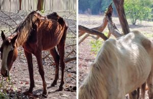 Animais são apreendidos pela Guarda Municipal em propriedade rural por conta dos maus tratos