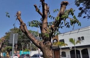 Multa aplicada por poda drástica cai pela metade na primeira votação da Câmara em Araraquara