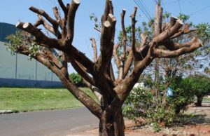 Vereadores derrumbam valor da multa por poda drástica pela metade em Araraquara