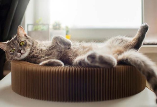 gato feliz