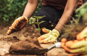 Mapa lidera ações globais contra a crise climática na COP 30 que começa no dia 10 de novembro