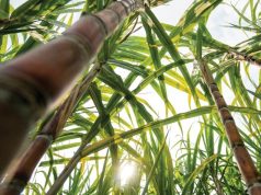 Produção paulista de cana-de-açúcar recua 5,2% na safra 2025/26, impactada por clima adverso