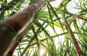 Produção paulista de cana-de-açúcar recua 5,2% na safra 2025/26, impactada por clima adverso