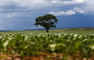 Expandir cultivo de cana, milho e soja em terras degradadas pode triplicar produção de bioenergia no Brasil