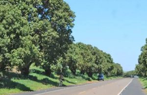 Mangueiras de Dobrada estão abarrotadas de frutas, mas não terão recorde
