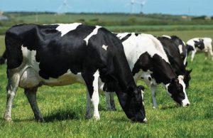 Comissão Técnica de Bovinocultura de Leite se reúne para discutir os desafios da cadeia produtiva