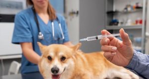 Parque Pinheirinho terá plantão de vacinação contra raiva