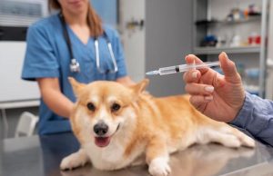 Parque Pinheirinho terá plantão de vacinação contra raiva