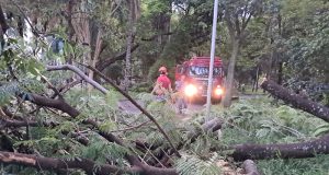 Duas árvores despencam nesta segunda no Parque Infantil quando pessoas faziam caminhada