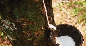 Borracha natural reage em novembro, mas limão e tomate registram fortes quedas de preços