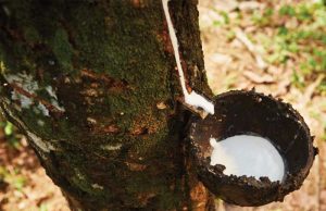 Borracha natural reage em novembro, mas limão e tomate registram fortes quedas de preços