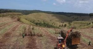 Safra 25/26 tem mais de 7,9 milhões de toneladas de cana processadas em Alagoas