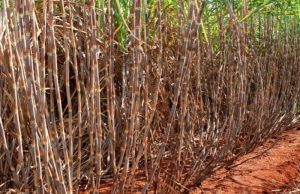 Santa Adélia conduz experimentos para encontrar variedades de cana mais responsivas à irrigação