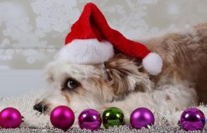 Feira Pets e Cia. leva choro, samba e contação de histórias ao Parque Infantil neste sábado (20)