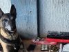 Cachorra K9 Atena aponta drogas em apartamento do CDHU do Jardim Paraíso