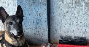 Cachorra K9 Atena aponta drogas em apartamento do CDHU do Jardim Paraíso