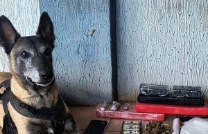 Cachorra K9 Atena aponta drogas em apartamento do CDHU do Jardim Paraíso