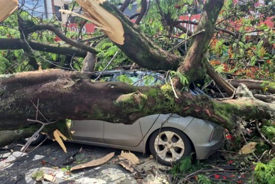 Flamboyant tombou nesta manhã de quarta, sobre um carro que passava pela Bento de Abreu