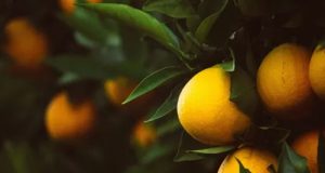 Revista Science publica pesquisa do CNPEM sobre estratégia inédita de bactéria que causa cancro cítrico