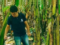 Bioinsumo à base de microalgas pode reduzir a dependência de fertilizantes agrícolas