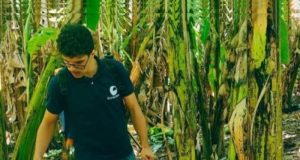 Bioinsumo à base de microalgas pode reduzir a dependência de fertilizantes agrícolas