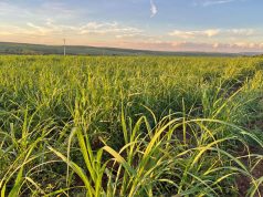 Produtores da Canaoeste reforçam gestão agronômica e aceleram adoção de tecnologia em safra desafiadora