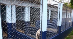Canil do Parque Pinheirinho é revitalizado oferecendo ambiente mais seguro para os animais