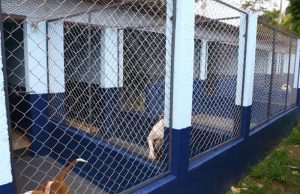 Canil do Parque Pinheirinho é revitalizado oferecendo ambiente mais seguro para os animais