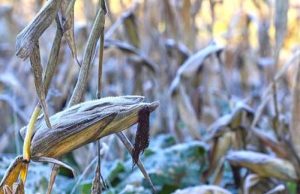 Tecnologia que combina IA e imagens de satélites é capaz de monitorar efeitos de geada sobre lavoura