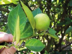 Prazo para entrega de relatório cancro/greening referente ao segundo semestre vai até 15 de janeiro
