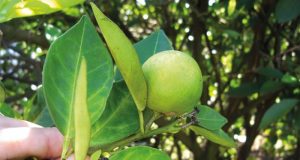 Prazo para entrega de relatório cancro/greening referente ao segundo semestre vai até 15 de janeiro