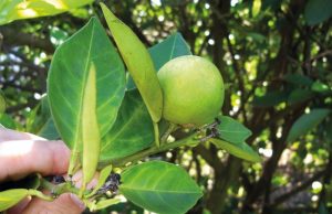 Prazo para entrega de relatório cancro/greening referente ao segundo semestre vai até 15 de janeiro
